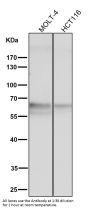 Anti-TRAF6 Rabbit Monoclonal Antibody