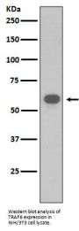 Anti-TRAF6 Rabbit Monoclonal Antibody