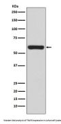 Anti-TRAF6 Rabbit Monoclonal Antibody
