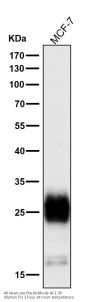 Anti-MUC1 Rabbit Monoclonal Antibody