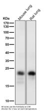 Anti-MUC1 Rabbit Monoclonal Antibody