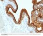 Anti-MUC1 / EMA / CD227 (Epithelial Marker) Monoclonal Antibody