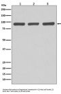 Anti-Argonaute 2 AGO2 Rabbit Monoclonal Antibody