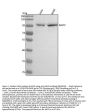 Anti-Argonaute 2 AGO2 Rabbit Monoclonal Antibody