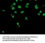 Anti-FMRP (FMR1) Mouse Monoclonal Antibody [Clone ID: OTI1C6]