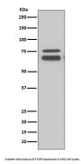 Anti-FMRP FMR1 Rabbit Monoclonal Antibody