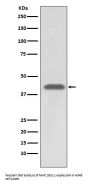 Anti-MHC class 1 HLA-A Rabbit Monoclonal Antibody