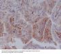 Anti-MHC class 1 HLA-A Rabbit Monoclonal Antibody
