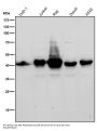 Anti-MHC class 1 HLA-A Rabbit Monoclonal Antibody