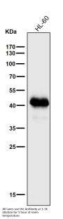 Anti-MHC class I HLA-A Rabbit Monoclonal Antibody