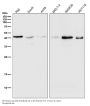 Anti-MHC class I HLA-A Rabbit Monoclonal Antibody