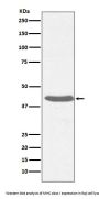 Anti-MHC class I HLA-A Rabbit Monoclonal Antibody