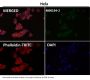 Anti-MHC class I HLA-A Rabbit Monoclonal Antibody