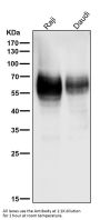 Anti-CD80/B7 1 Rabbit Monoclonal Antibody
