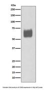 Anti-CD80/B7 1 Rabbit Monoclonal Antibody