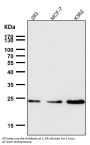 Anti-Ran Monoclonal Antibody
