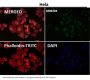 Anti-Ran Monoclonal Antibody