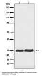 Anti-Ran Monoclonal Antibody