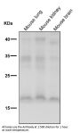 Anti-FGF1 Rabbit Monoclonal Antibody