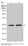 Anti-Rho A + B + C Rabbit Monoclonal Antibody