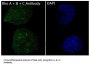 Anti-Rho A + B + C Rabbit Monoclonal Antibody