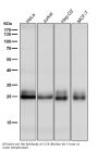 Anti-Rho RHOA Rabbit Monoclonal Antibody
