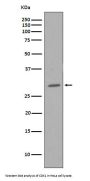 Anti-CDK1/Cdc2 Rabbit Monoclonal Antibody