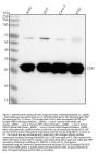 Anti-CDK1/Cdc2 Rabbit Monoclonal Antibody