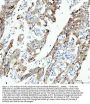 Anti-CDK1/Cdc2 Rabbit Monoclonal Antibody