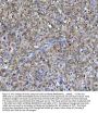Anti-CDK1/Cdc2 Rabbit Monoclonal Antibody