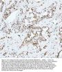 Anti-CDK1/Cdc2 Rabbit Monoclonal Antibody