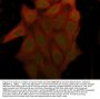 Anti-CDK1/Cdc2 Rabbit Monoclonal Antibody