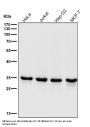 Anti-CDK1/Cdc2 Rabbit Monoclonal Antibody