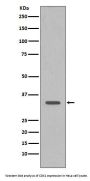 Anti-CDK1/Cdc2 Rabbit Monoclonal Antibody