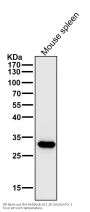 Anti-CDK1/Cdc2 Rabbit Monoclonal Antibody