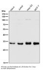 Anti-CDK1/Cdc2 Rabbit Monoclonal Antibody