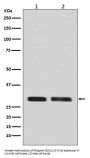 Anti-CDK1/Cdc2 Rabbit Monoclonal Antibody