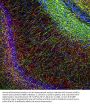 Anti-Myelin Basic Protein MBP Monoclonal Antibody