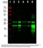 Anti-Myelin Basic Protein MBP Monoclonal Antibody