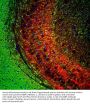 Anti-Myelin Basic Protein MBP Monoclonal Antibody