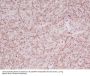 Anti-Myelin Basic Protein MBP Rabbit Monoclonal Antibody