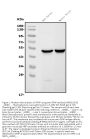 Anti-GFAP Antibody Picoband® (monoclonal, 3F2)