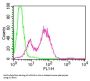 Anti-mCD25 Antibody (Monoclonal, PC61)