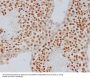 Anti-Alpha Synuclein SNCA Rabbit Monoclonal Antibody