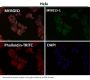 Anti-Alpha Synuclein SNCA Rabbit Monoclonal Antibody