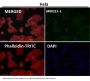 Anti-Alpha Synuclein SNCA Rabbit Monoclonal Antibody