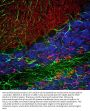 Anti-Alpha-Synuclein SNCA Antibody