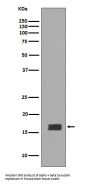 Anti-alpha + beta Synuclein SNCA Rabbit Monoclonal Antibody