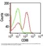 Anti-CD86 (Dendritic Cells Maturation Marker) Monoclonal Antibody