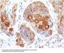 Anti-CD86 (Dendritic Cells Maturation Marker) Monoclonal Antibody